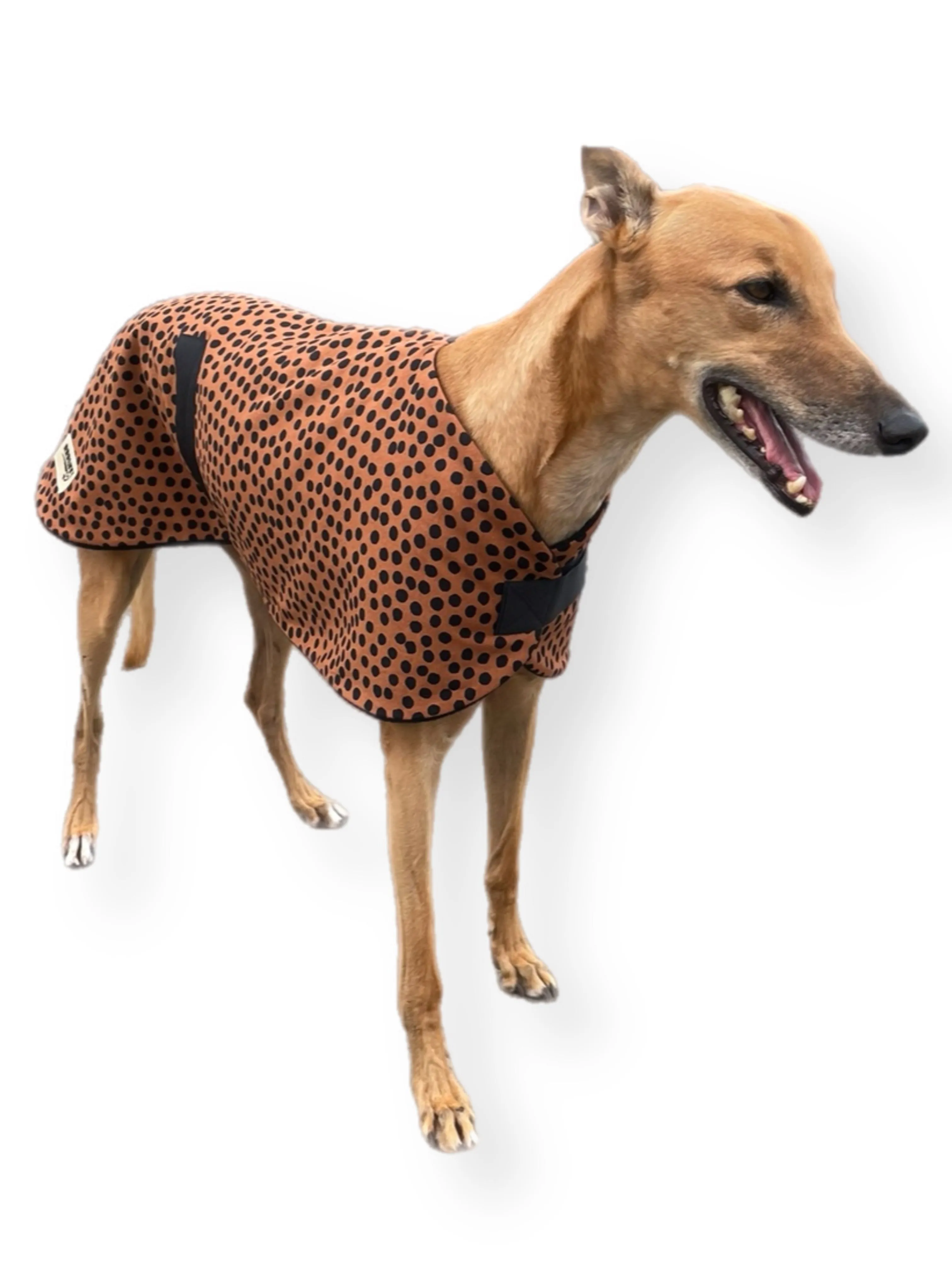 Going Dotty Autumn range classic style Greyhound coat in cotton & inner fleece washable